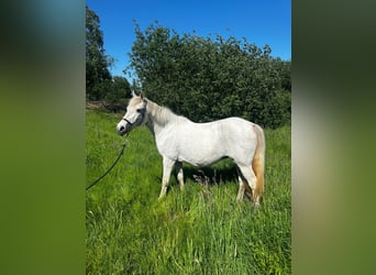 Connemara Mix, Mare, 14 years, 14,1 hh, Gray