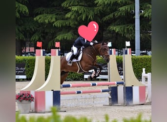 Connemara, Mare, 14 years, 14,2 hh, Bay-Dark