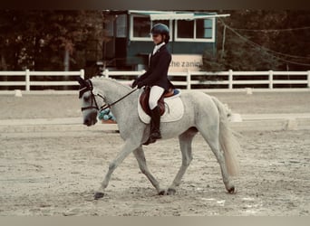 Connemara, Mare, 14 years, 14,2 hh, Gray