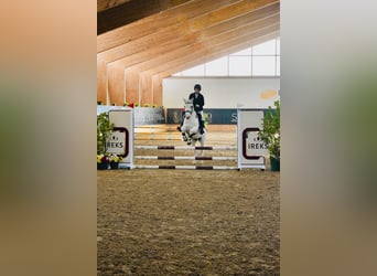 Connemara, Mare, 14 years, 14.2 hh, Grey-Fleabitten