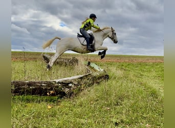 Connemara, Mare, 14 years, 14.2 hh, Grey-Fleabitten