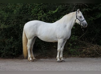 Connemara, Stute, 14 Jahre, 14,3 hh, Schimmel