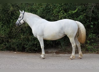 Connemara, Stute, 14 Jahre, 14,3 hh, Schimmel