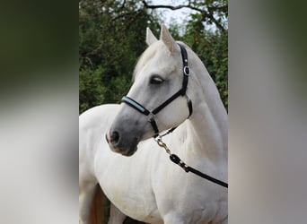 Connemara, Stute, 14 Jahre, 14,3 hh, Schimmel