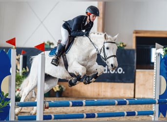 Connemara, Mare, 14 years, 14,2 hh, Grey