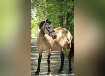 Connemara, Mare, 15 years, 14.1 hh, Dun