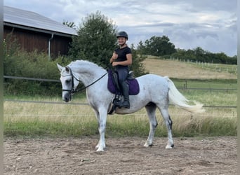 Connemara, Mare, 15 years, 14,1 hh, Gray