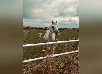 Connemara, Mare, 15 years, 14.1 hh, Grey
