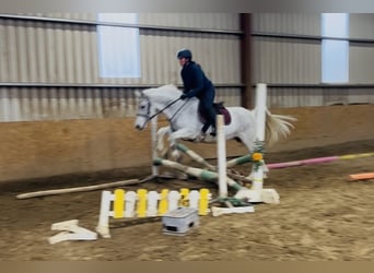 Connemara, Mare, 15 years, 14.2 hh, Grey