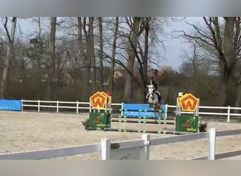 Connemara, Mare, 15 years, 14.2 hh, Grey