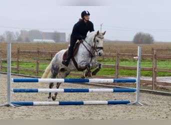 Connemara, Mare, 15 years, 14,3 hh, Gray-Blue-Tan