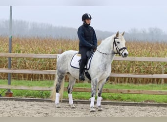 Connemara, Mare, 15 years, 14,3 hh, Gray-Blue-Tan