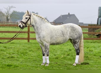 Connemara, Mare, 15 years, 14,3 hh, Gray-Blue-Tan