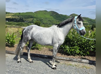 Connemara, Mare, 15 years, 14 hh