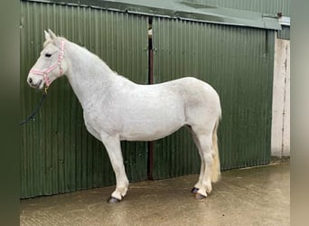Connemara, Mare, 15 years, 14,2 hh, Grey