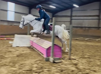 Connemara, Mare, 15 years, 14,2 hh, Grey
