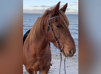 Connemara Mix, Mare, 15 years, 15 hh, Chestnut-Red