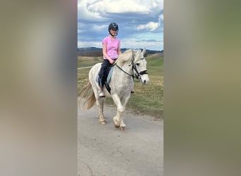 Connemara Mix, Mare, 15 years, 15 hh, Gray