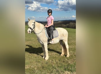 Connemara Mix, Mare, 15 years, 15 hh, Gray