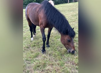 Connemara Mix, Mare, 16 years, 11.2 hh, Brown