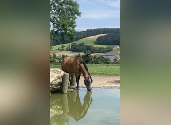 Connemara Mix, Mare, 16 years, 14.1 hh, Dun