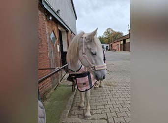 Connemara Mix, Mare, 16 years, 15,1 hh