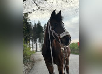 Connemara Mix, Mare, 17 years, 12.1 hh, Brown