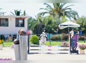 Connemara, Mare, 17 years, 13.2 hh, Grey