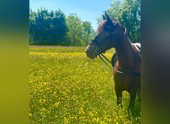 Connemara, Mare, 17 years, 13,3 hh, Roan-Bay