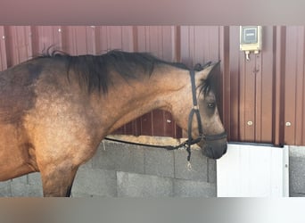 Connemara, Mare, 17 years, 14 hh, Dun
