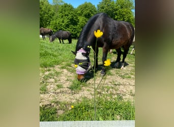 Connemara Mix, Mare, 18 years, 12 hh, Brown