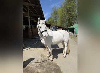 Connemara, Mare, 18 years, Grey