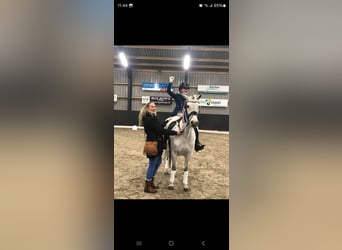 Connemara, Mare, 19 years, 13,3 hh, Gray