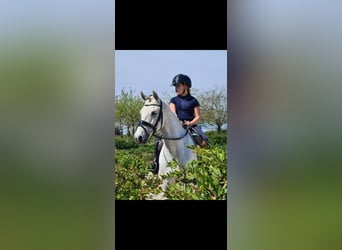 Connemara, Mare, 19 years, 13,3 hh, Gray