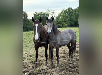 Connemara, Mare, 1 year, 13,2 hh, Grey