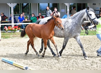 Connemara, Mare, 1 year, 14.1 hh, Brown
