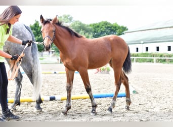 Connemara, Mare, 1 year, 14.1 hh, Brown