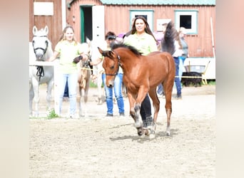 Connemara, Mare, 1 year, 14.1 hh, Brown