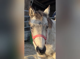 Connemara, Mare, 1 year, 14,1 hh, Buckskin