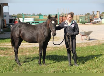 Connemara Mix, Stute, 1 Jahr, 14,2 hh, Rappe