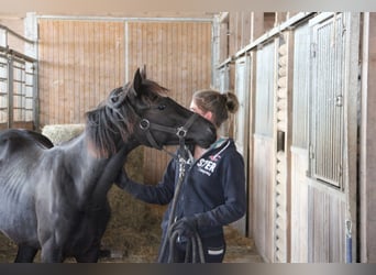 Connemara Mix, Stute, 1 Jahr, 14,2 hh, Rappe