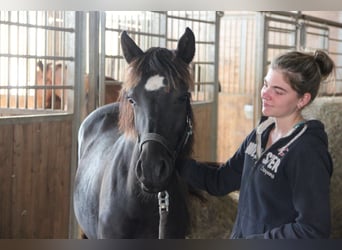 Connemara Mix, Mare, 1 year, 14,2 hh, Black