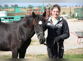 Connemara Mix, Mare, 1 year, 14,2 hh, Black