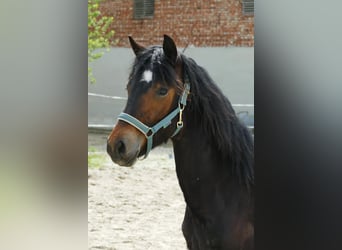 Connemara, Mare, 1 year, 14,2 hh, Brown