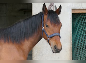 Connemara, Mare, 1 year, 14.2 hh, Brown