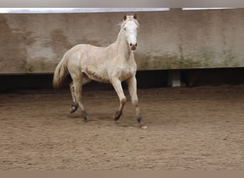 Connemara Mix, Mare, 1 year, 14,2 hh, Cremello