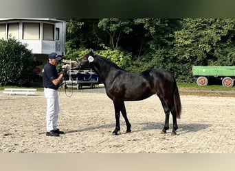 Connemara, Mare, 1 year, 14,1 hh, Black