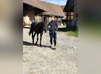 Connemara Mix, Mare, 1 year, 14,1 hh, Black Connemara Mix, Mare, 1 year, 14,1 hh, Black
