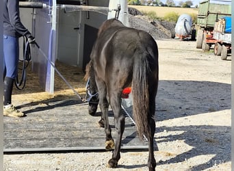 Connemara Mix, Mare, 1 year, 14,1 hh, Black Connemara Mix, Mare, 1 year, 14,1 hh, Black