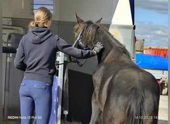 Connemara Mix, Mare, 1 year, 14,1 hh, Black Connemara Mix, Mare, 1 year, 14,1 hh, Black